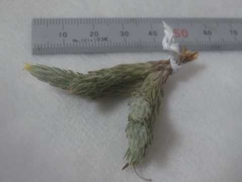 Tillandsia minutiflora