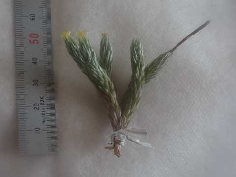 Tillandsia minutiflora
