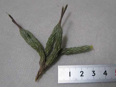 Tillandsia minutiflora