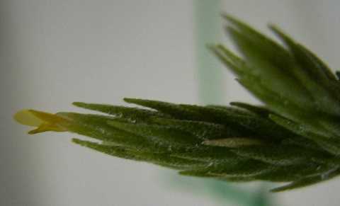 Tillandsia minutiflora