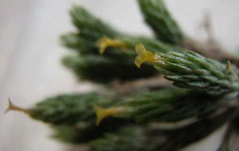 Tillandsia minutiflora
