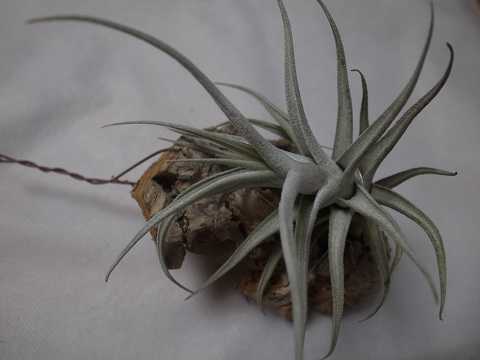 Tillandsia mitlaensis var. tulensis