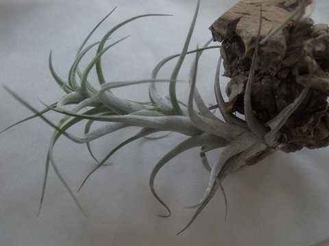 Tillandsia mitlaensis var. tulensis