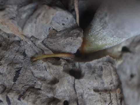 Tillandsia mitlaensis var. tulensis