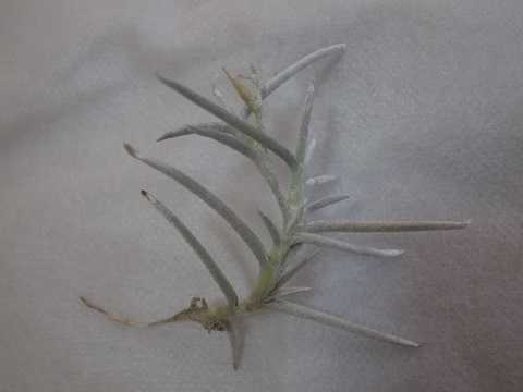 Tillandsia mollis
