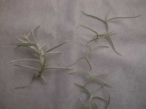 Tillandsia mollis