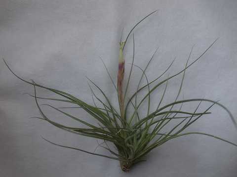 Tillandsia x 'Moonlight'