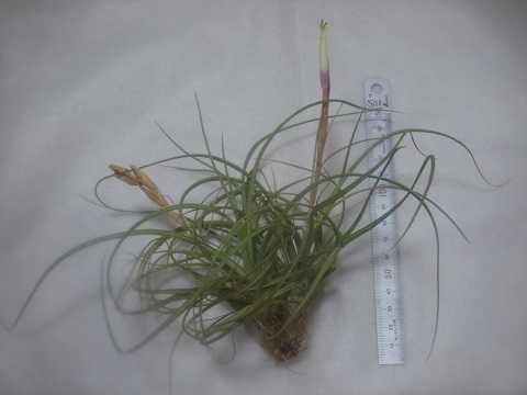 Tillandsia x 'Moonlight'