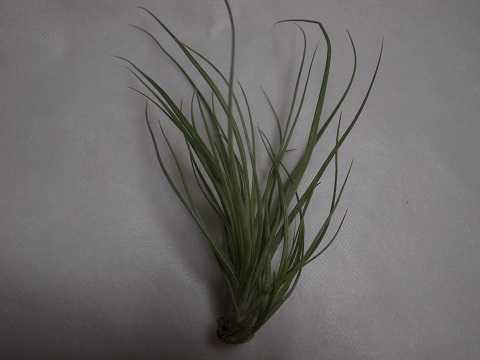 Tillandsia x 'Moonlight'