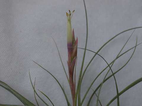 Tillandsia x 'Moonlight'