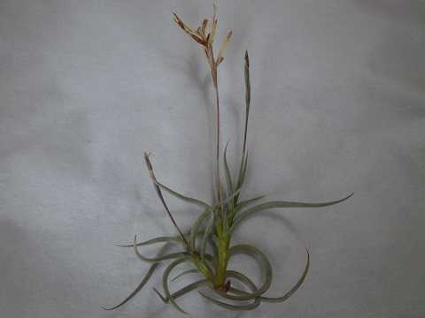 Tillandsia myosura
