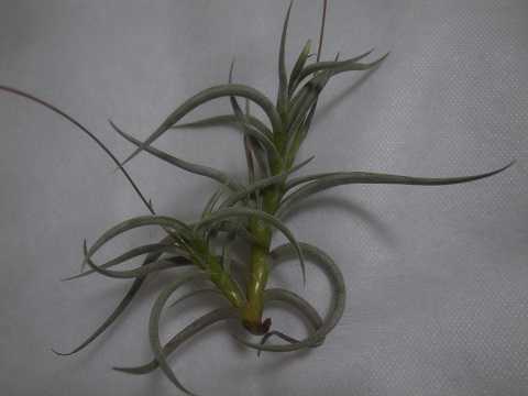 Tillandsia myosura