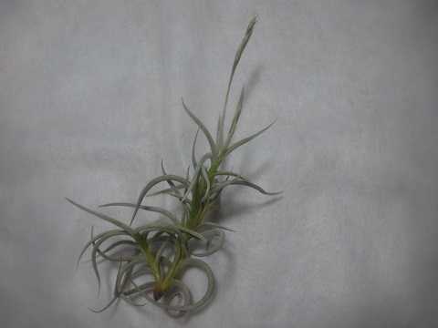 Tillandsia myosura