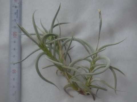 Tillandsia myosura