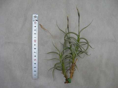 Tillandsia myosura