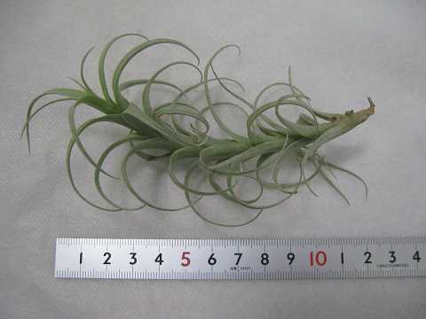 Tillandsia nana