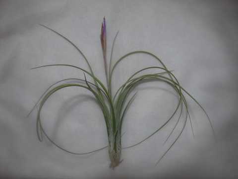 Tillandsia occulta