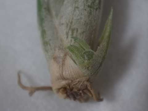 Tillandsia occulta