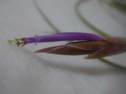 Tillandsia occulta