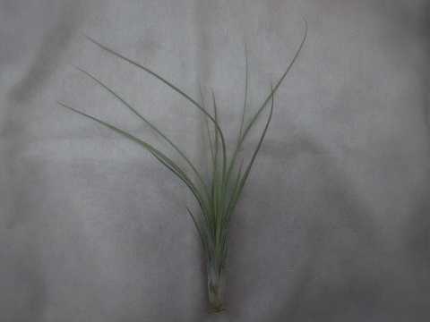 Tillandsia occulta