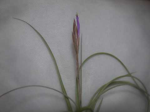 Tillandsia occulta