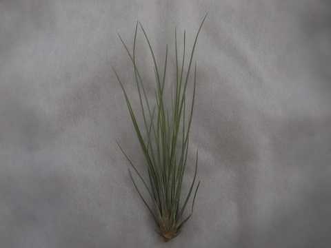 Tillandsia ortgiesiana