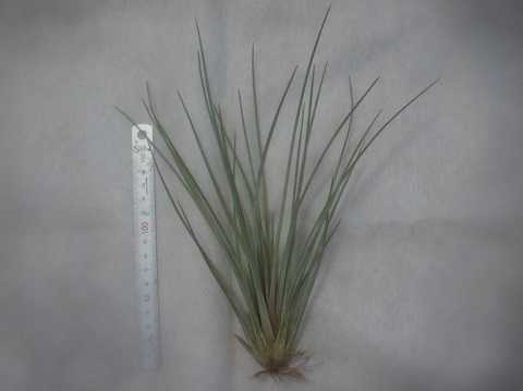 Tillandsia ortgiesiana