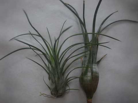 Tillandsia paraensis