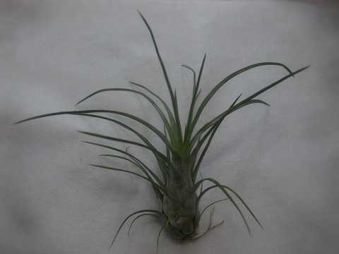 Tillandsia paraensis Green form