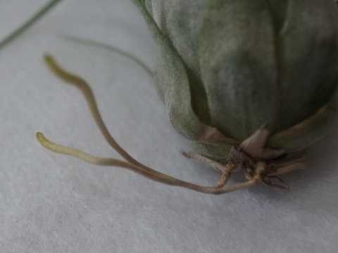 Tillandsia paraensis Green form