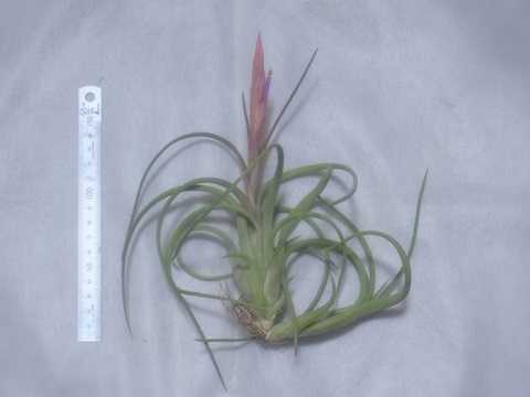 Tillandsia paucifolia Mexico form