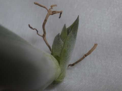 Tillandsia paucifolia Mexico form