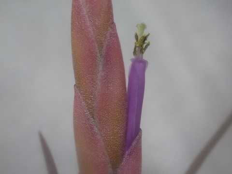 Tillandsia paucifolia Mexico form