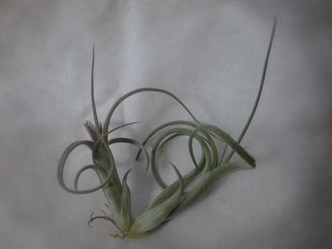 Tillandsia paucifolia Mexico form