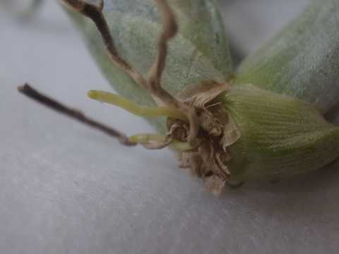 Tillandsia paucifolia Mexico form