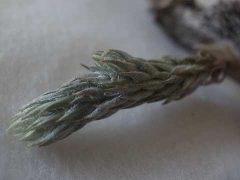 Tillandsia pedicellata