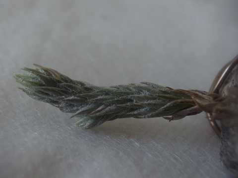 Tillandsia pedicellata