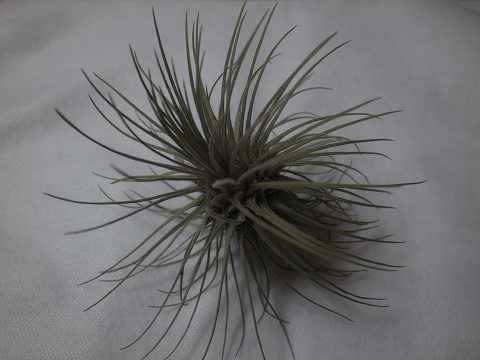 Tillandsia plumosa