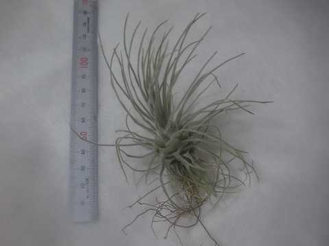 Tillandsia plumosa