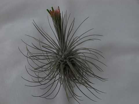 Tillandsia plumosa
