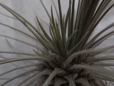 Tillandsia plumosa
