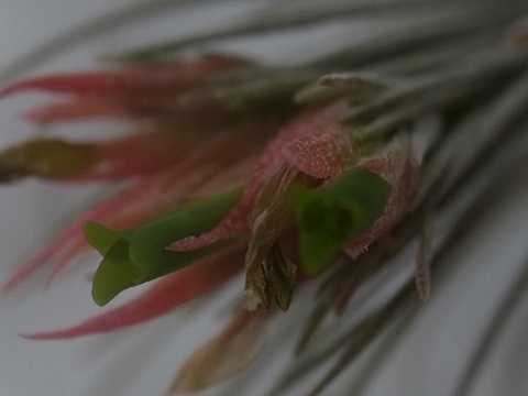 Tillandsia plumosa