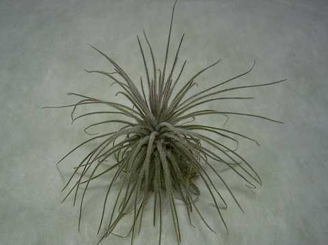 Tillandsia plumosa