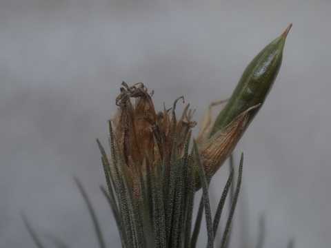 Tillandsia plumosa