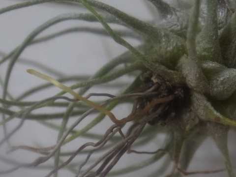 Tillandsia plumosa