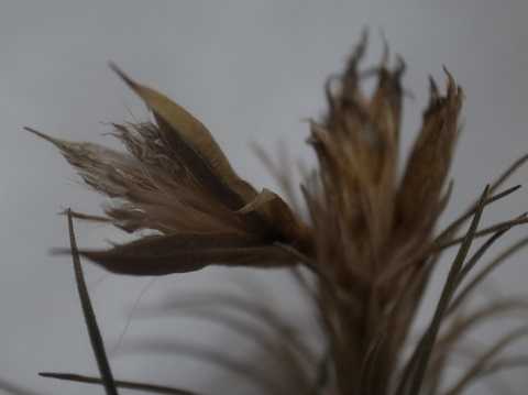 Tillandsia plumosa