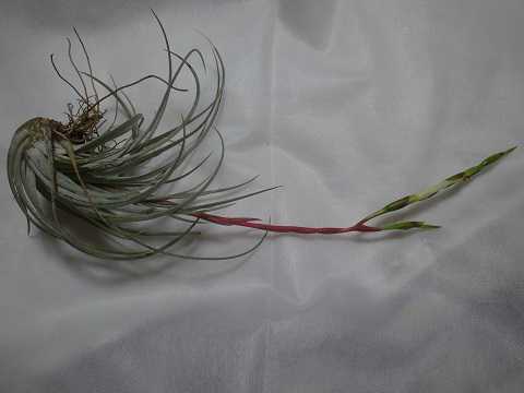 Tillandsia pringlei