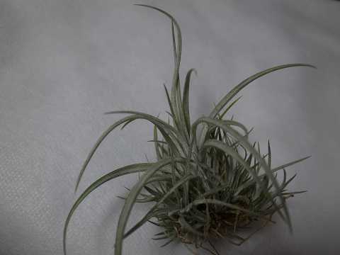 Tillandsia pringlei