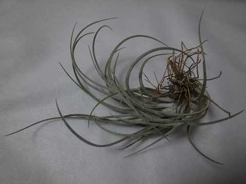 Tillandsia pringlei