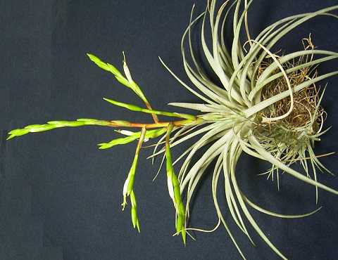 Tillandsia pringlei